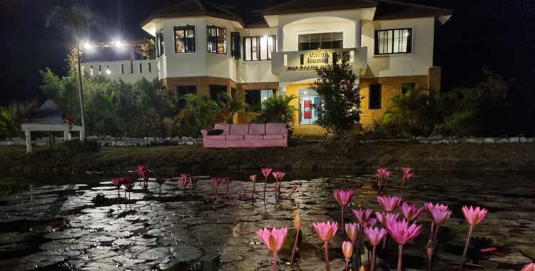 see the lotus at night at your red lotus lake hotel