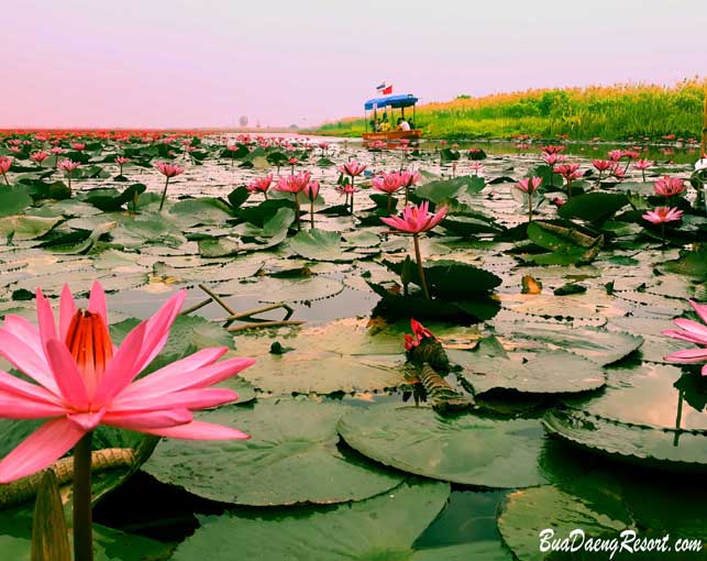 sunrise on the red lotus sea